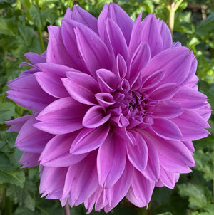 Lilac Time