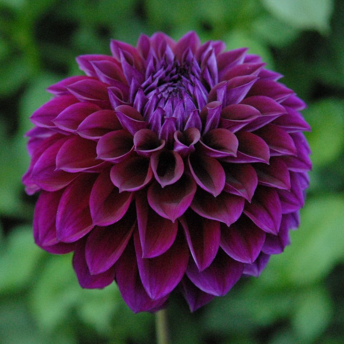 Diva Dahlia Tuber | Swan Island Dahlias