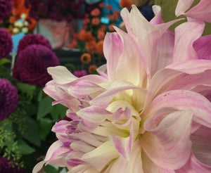 Pink Petticoat