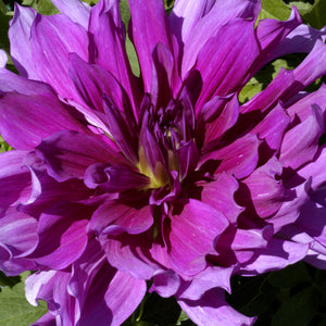 PURPLE TAIHEIJO