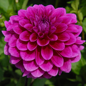 PURPLICIOUS