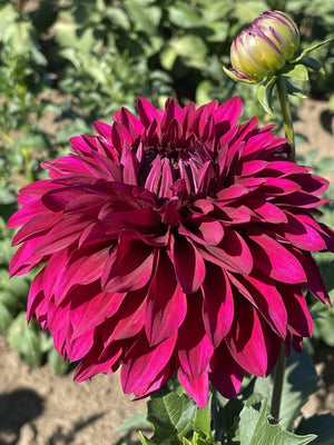 Hello Dahlia