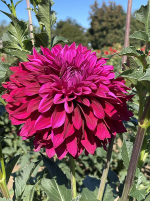 Hello Dahlia