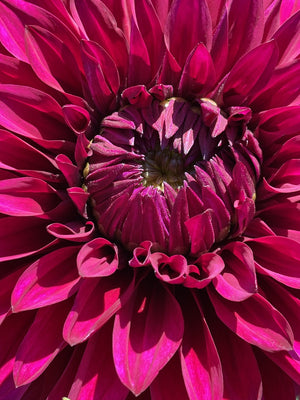 Hello Dahlia