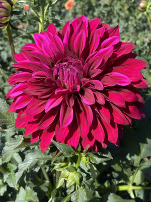 Hello Dahlia