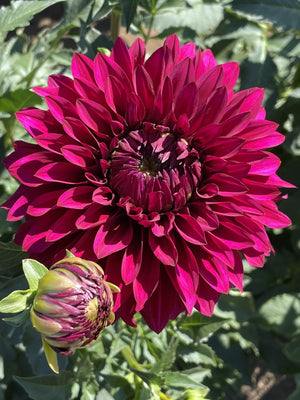 Hello Dahlia
