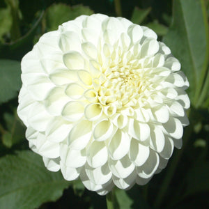 BROOKSIDE SNOWBALL