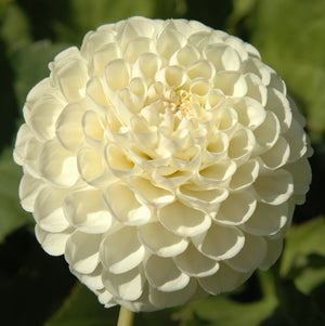WHITE NETTIE