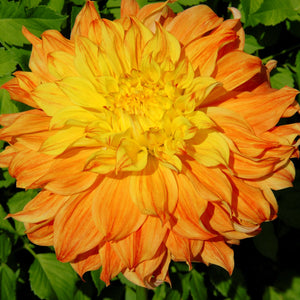 EL SOL
