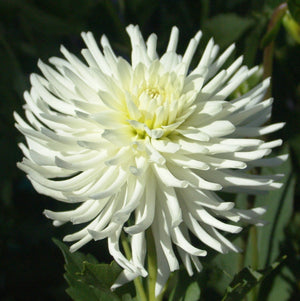 WHITE LIGHTNING