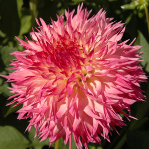 PINELANDS PRINCESS