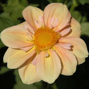 APPLEBLOSSOM