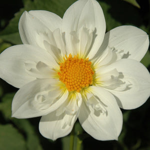 CHERUBINO