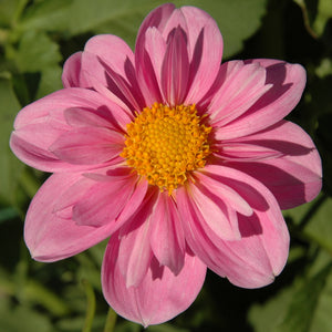 ROSY WINGS