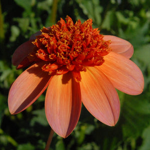 TOTALLY TANGERINE