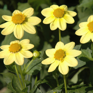 BABY YELLOW