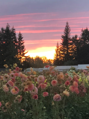 September Morn