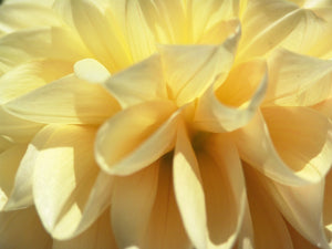 Honey Dew