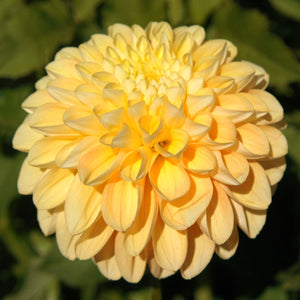 Honey Dew