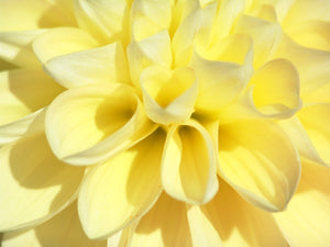 Honey Dew