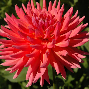 CORAL GYPSY