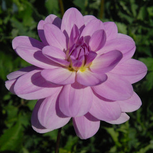 SANDIA SHOMEI