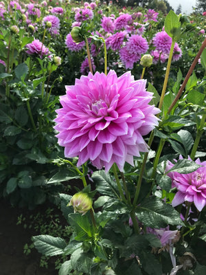 Ferncliff Inspiration