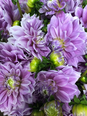 Ferncliff Inspiration