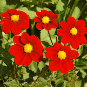 BABY RED