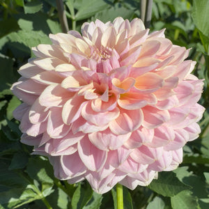 BLUSHING BEAUTY