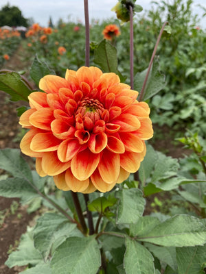 Orange-U-Glad