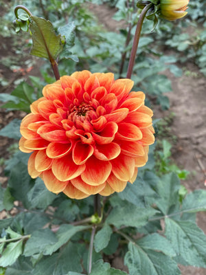 Orange-U-Glad