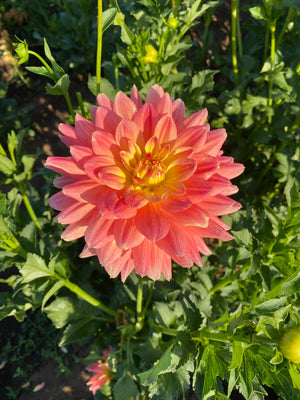 October Sky