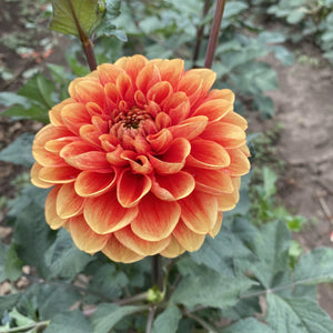 Orange-U-Glad