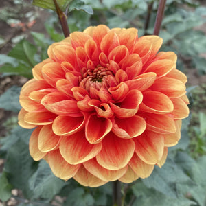 Orange-U-Glad