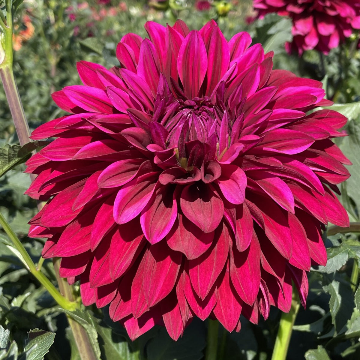 Hello Dahlia