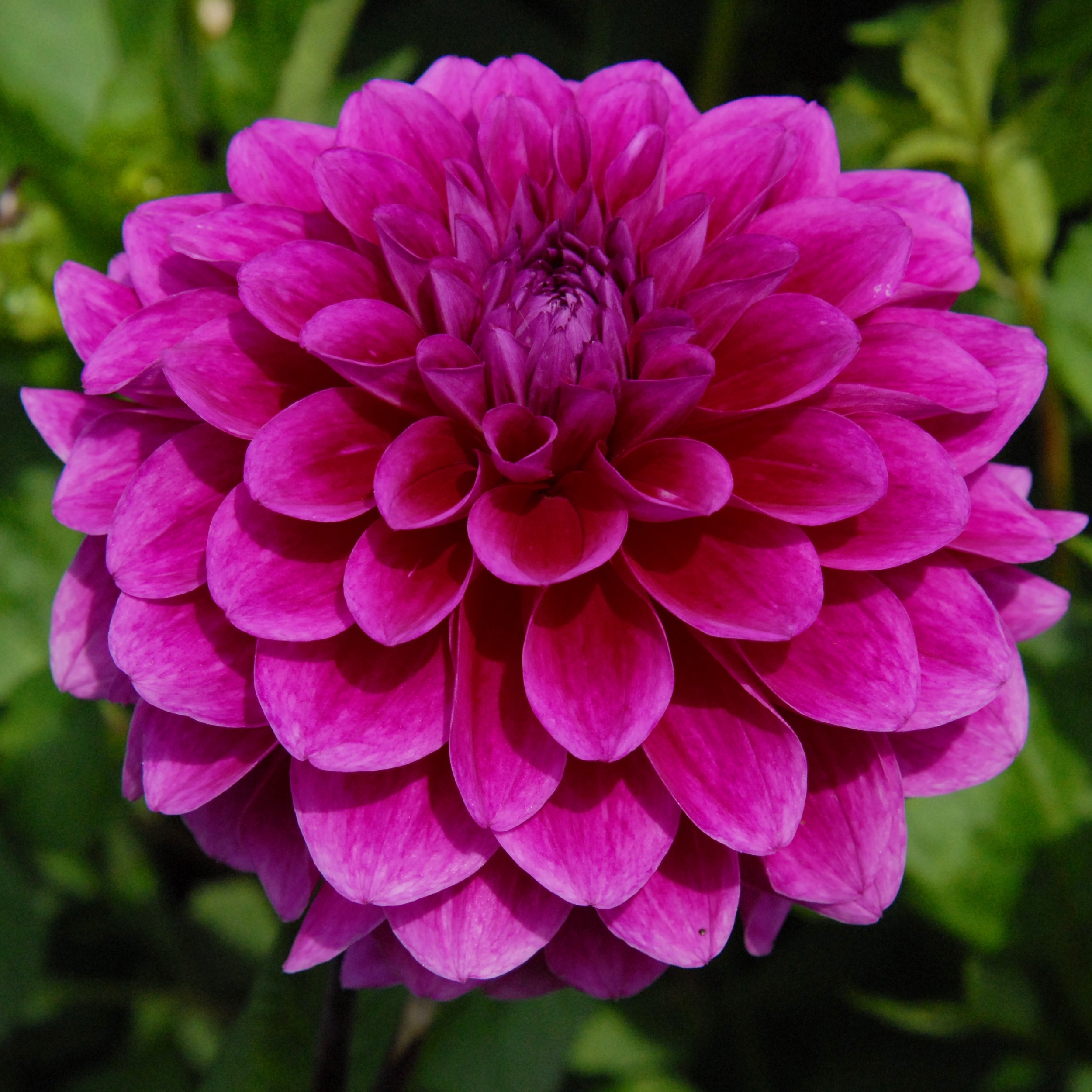 PURPLICIOUS