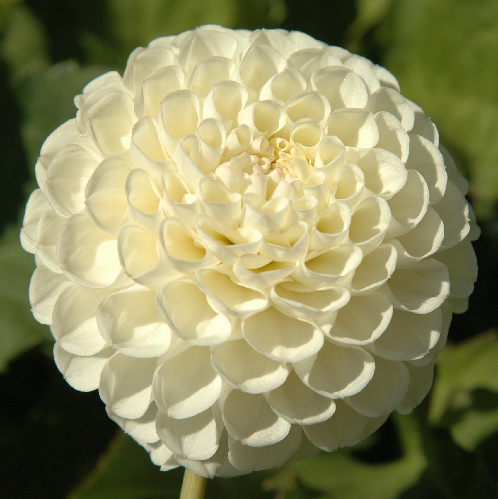WHITE NETTIE