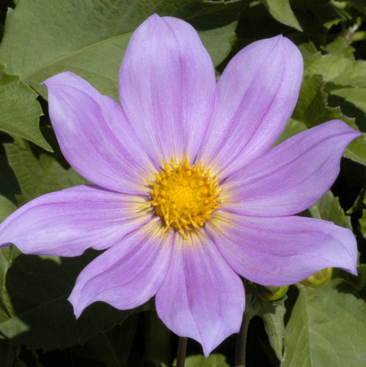 D. SORENSENII