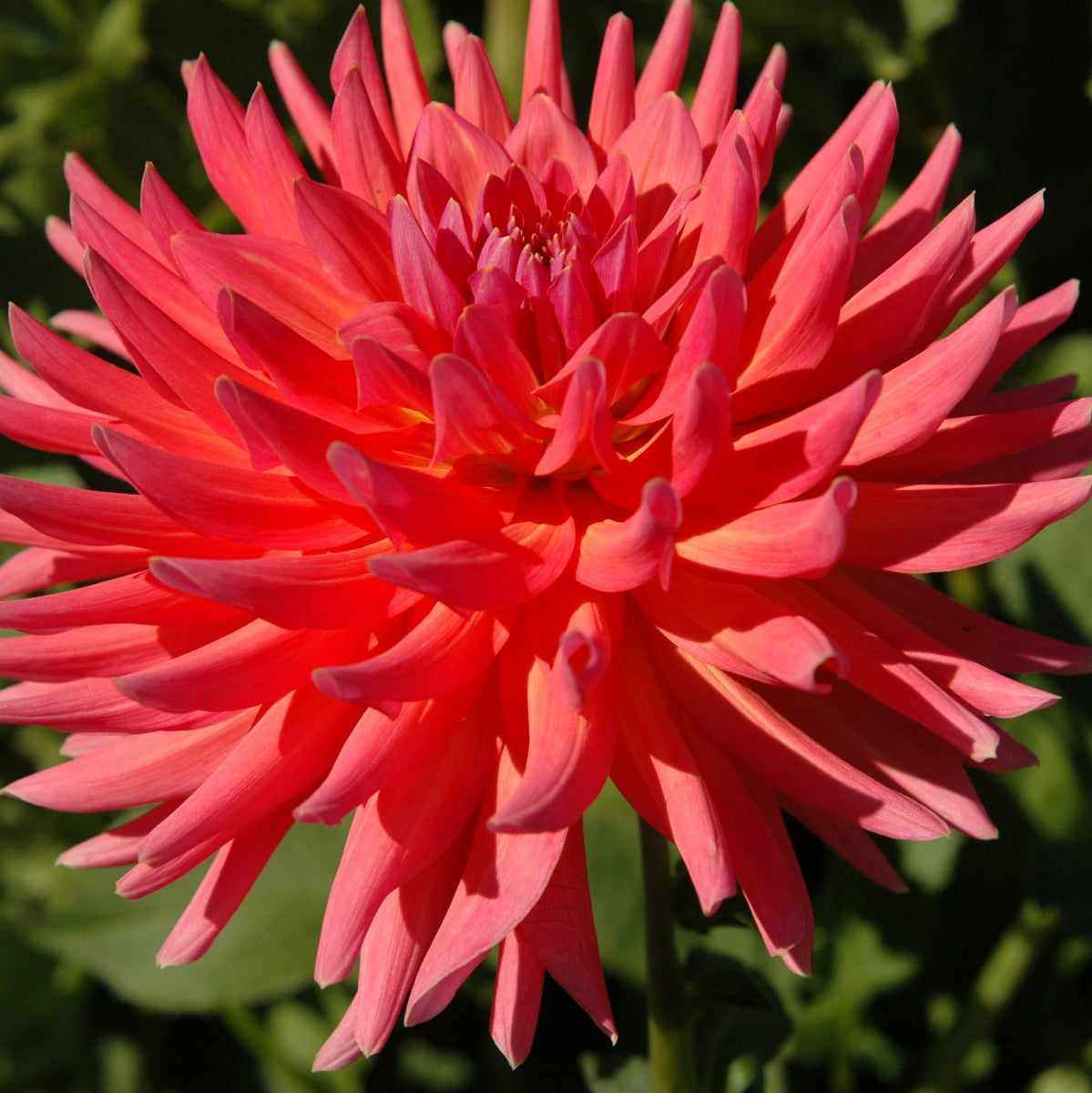 CORAL GYPSY