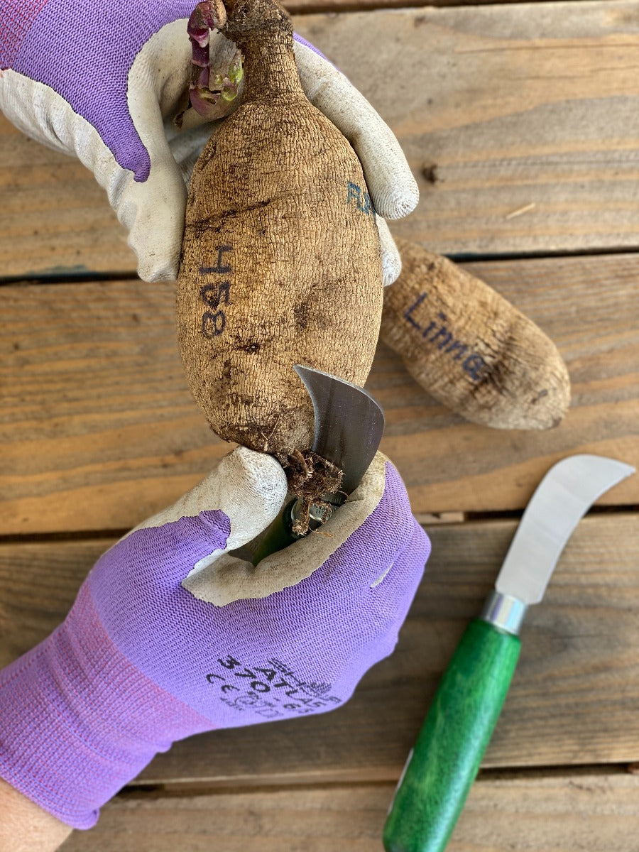 Dahlia Tuber Dividing Knife